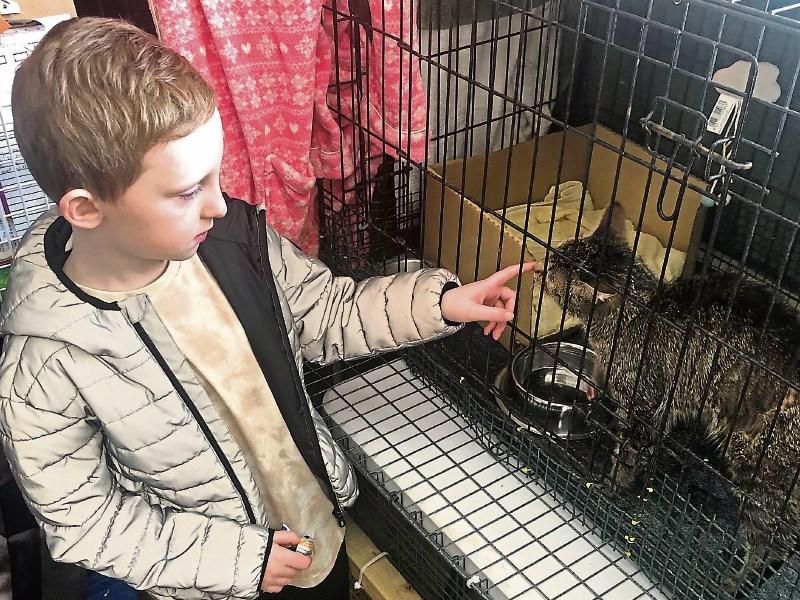 KWWSPCA COLUMN: Bobby reunited with his kitten Rosie
