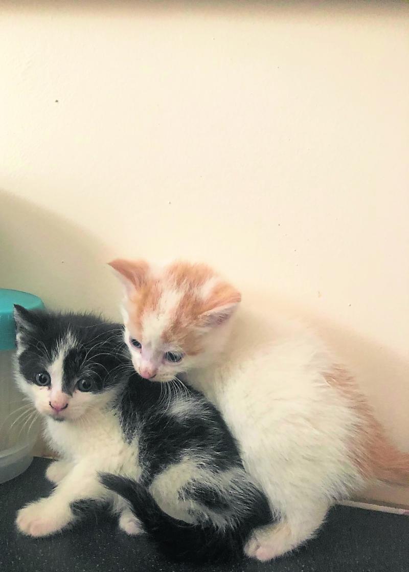 Kildare Animals In Need: Cat family rescued on the Sally Gap