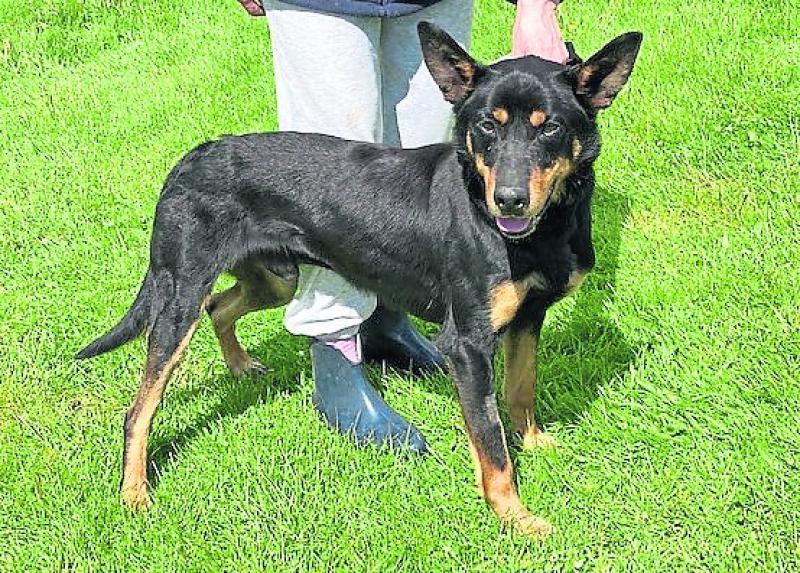 Kildare Animals in Need: Unusual Aussie breed needs a new home