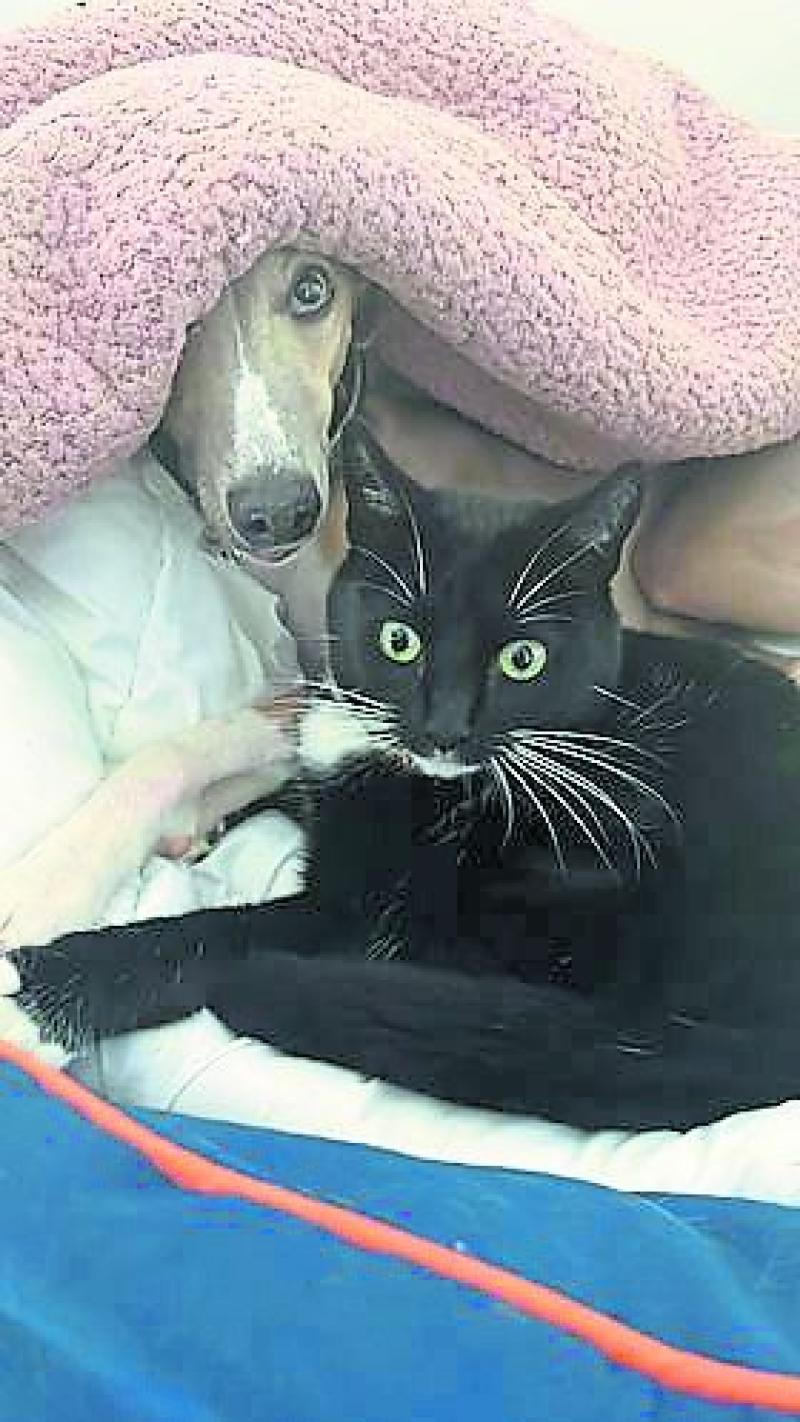 Kildare Animals In Need: Zelda’s mystery journey to Dublin