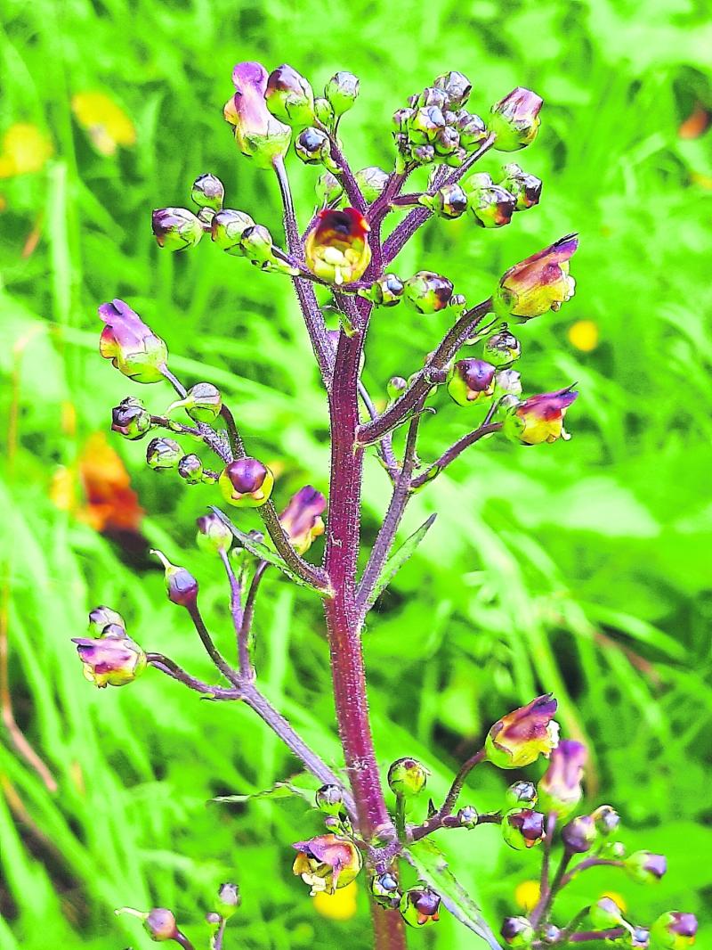 Kildare's Wildlife Watch: The wildflower that treats skin conditions