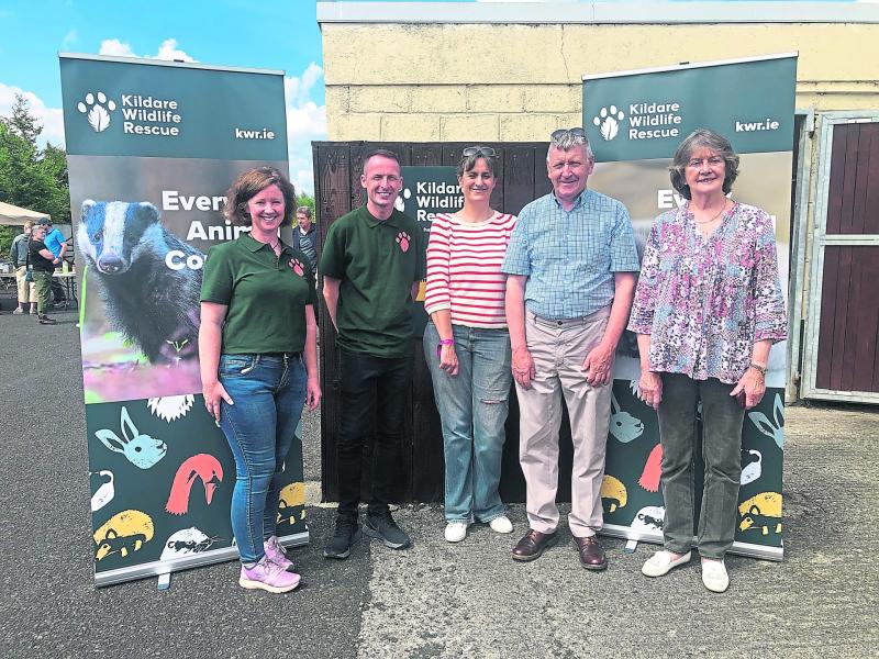 Kildare Animals In Need: Calling all cat lovers — we need volunteers!