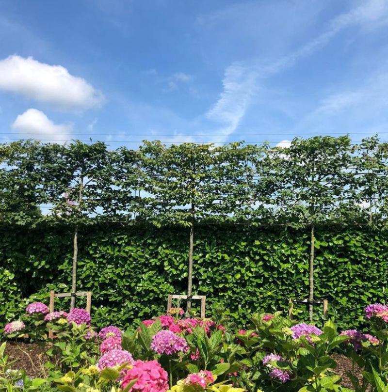 Gardening with Jo: Top trees to create privacy in your garden