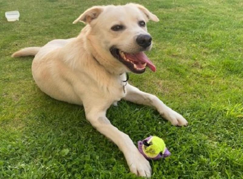 KILDARE ANIMALS IN NEED: Our last fundraising bazaar of summer