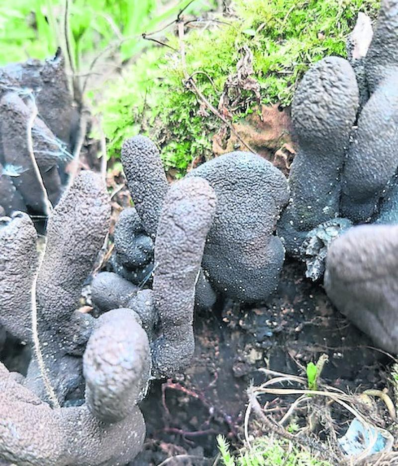 KILDARE WILDLIFE COLUMN: Keep an eye out for Dead Man’s Fingers