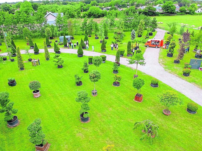 IN THE GARDEN WITH JO: Rediscover the beauty of trees