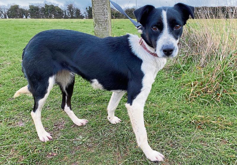 KILDARE ANIMALS IN NEED: A forever home for Queenie for Christmas