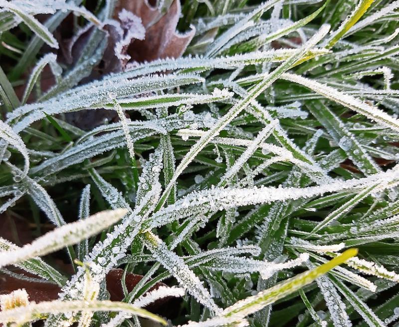 KILDARE WILDLIFE WATCH: Bird feeding station vital during winter