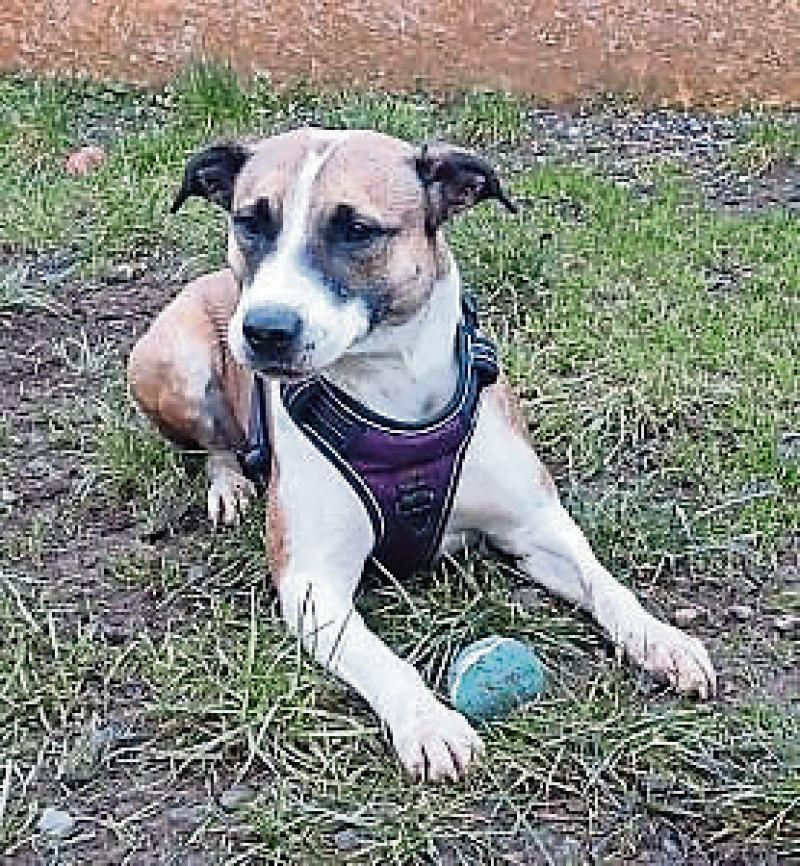 KILDARE ANIMALS IN NEED Homes needed for larger rescue dogs Kildare Live