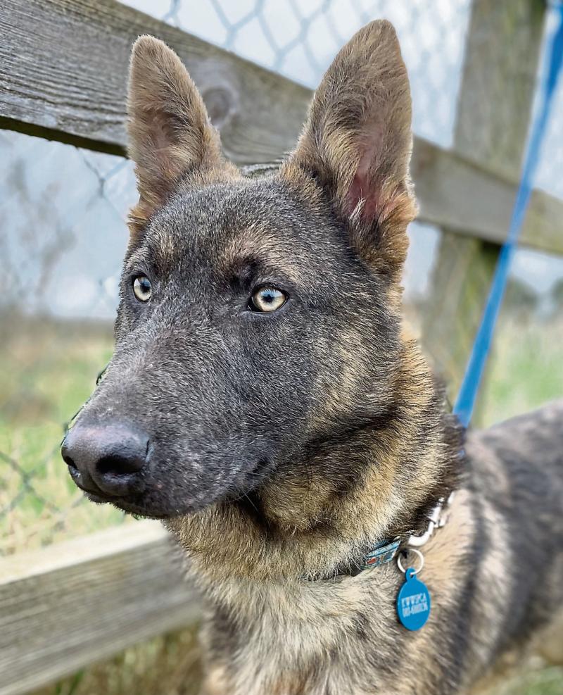 KILDARE ANIMALS IN NEED: The joy and satisfaction of being a volunteer