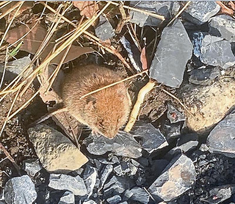 KILDARE WILDLIFE COLUMN: Rare Bank Voles live in shallow burrows
