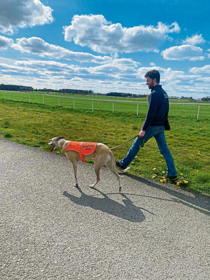 KILDARE ANIMALS IN NEED: &lsquo;Walking Sunday&rsquo; in aid of KWWSPCA
