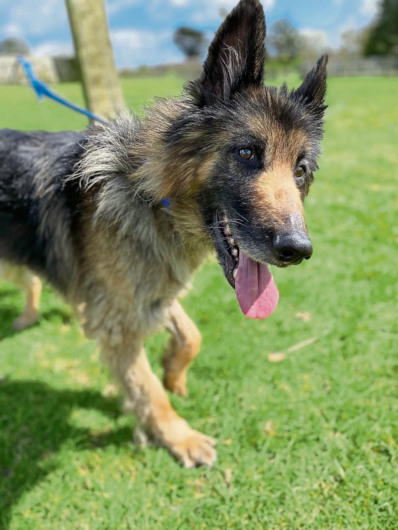 KILDARE ANIMALS IN NEED: Mira and Sam looking for good homes 