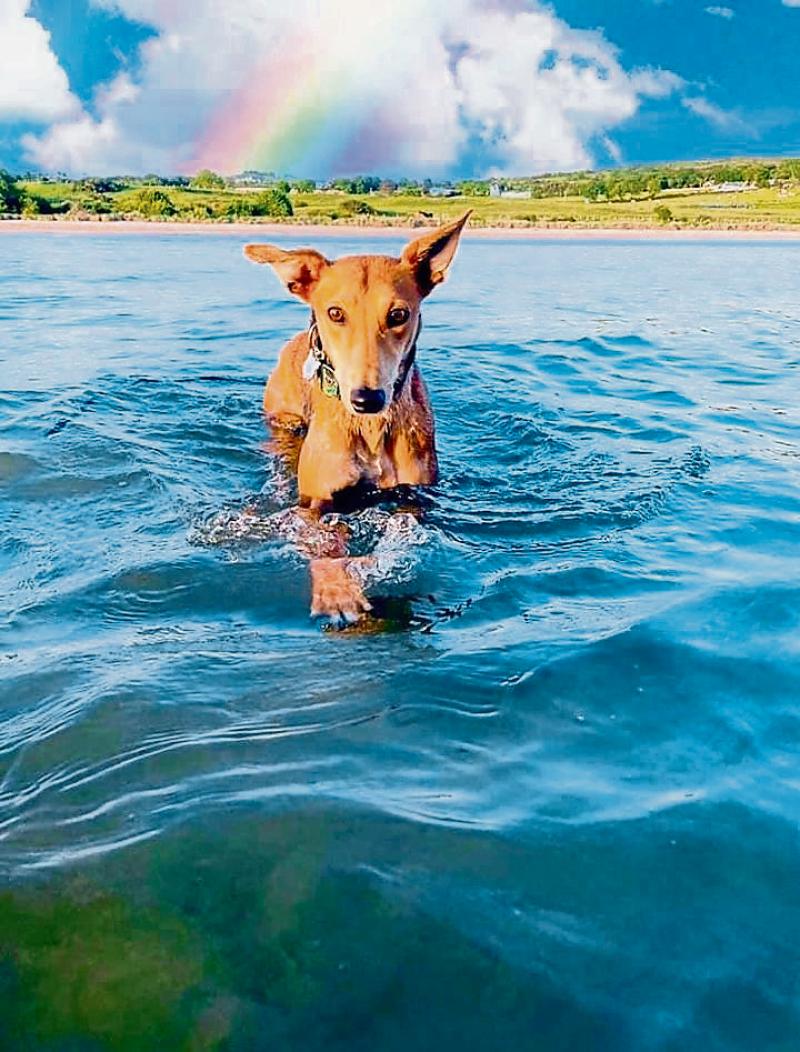 KILDARE ANIMALS IN NEED Two dogs get matched with lovely families