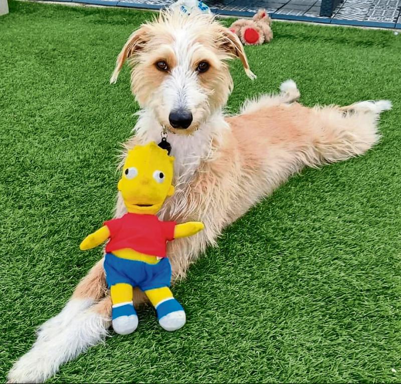 KILDARE ANIMALS IN NEED: Site bought for new home in Kildare 