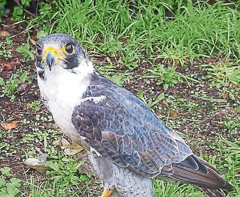 KILDARE WILDLIFE WATCH Peregrine thought to be fastest animal on