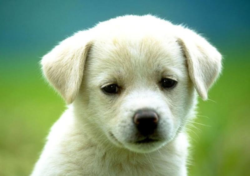 Senator welcomes news that over €60,000 has been allocated to Kildare animal welfare groups