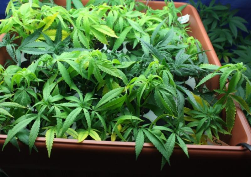cannabis prison