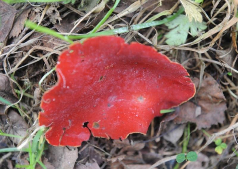 Rare Fungus Found at Rosebury Bog. (Scarlet Eln Cup) Photo. Jimmy Fullam.