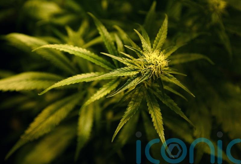 Cannabis worth 500,000 euro seized by gardai