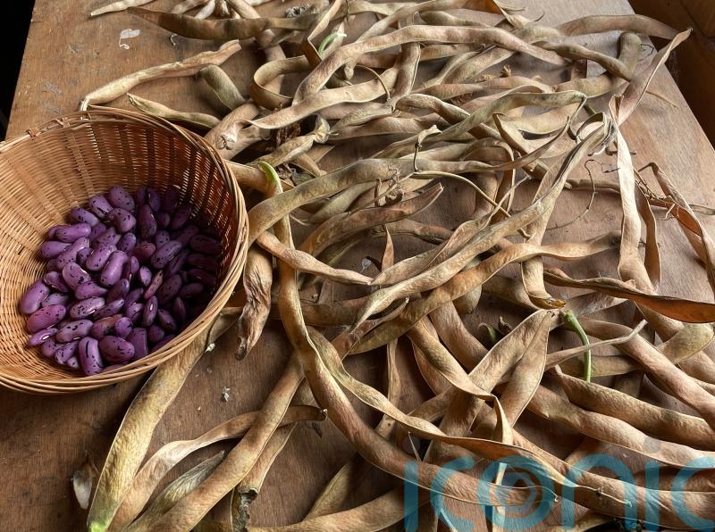 How to save seeds from popular veg