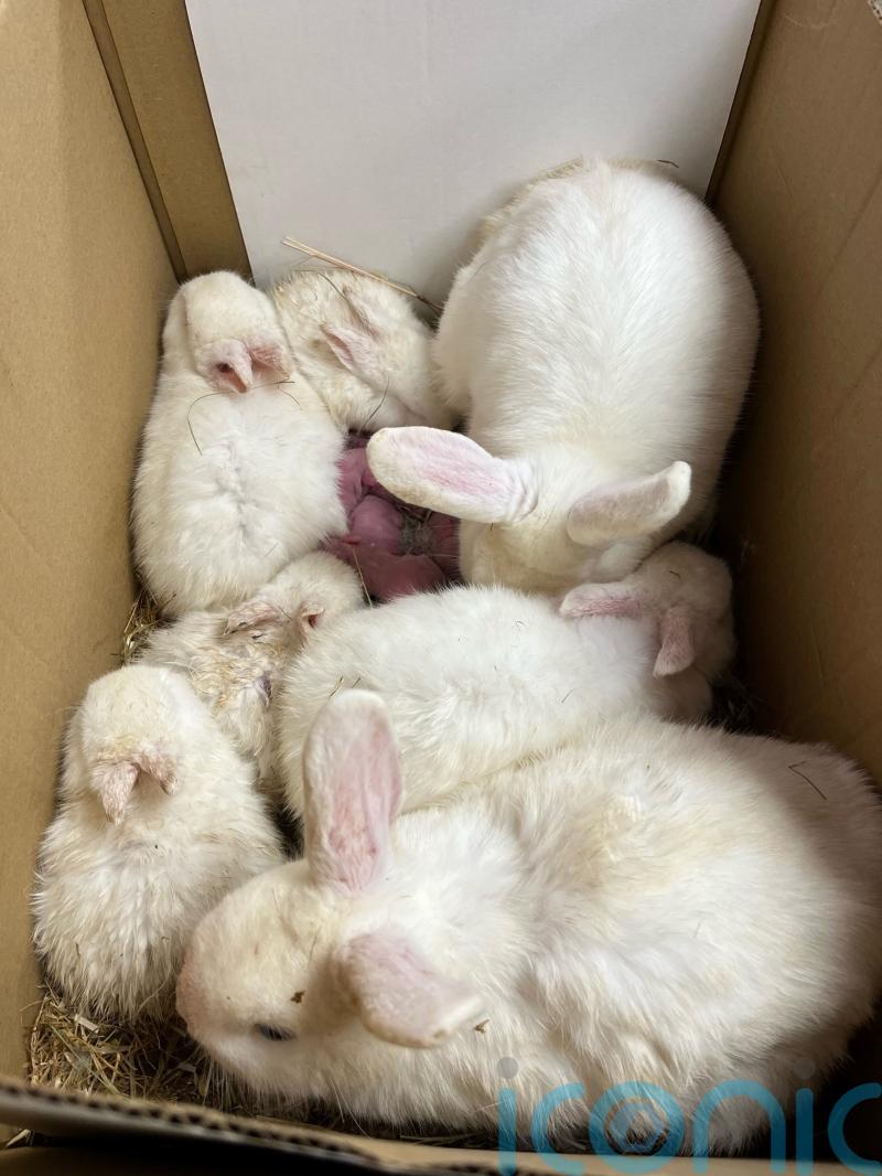 13 live rabbits found abandoned in cardboard box