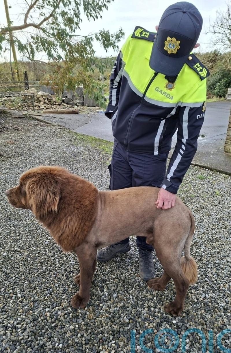 Irish police conclude that roaming &lsquo;lion&rsquo; was actually a dog