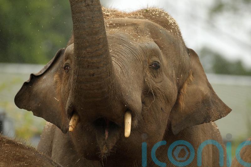 Dail hears allegations of sexual harassment and animal deaths at Dublin Zoo