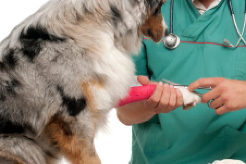 coronavirus covid-19