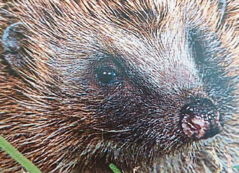 Kildare Property Watch Spike the hedgehog has started