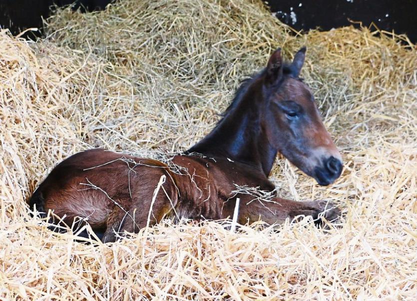150 new foals at Kildare's National Stud Leinster Leader