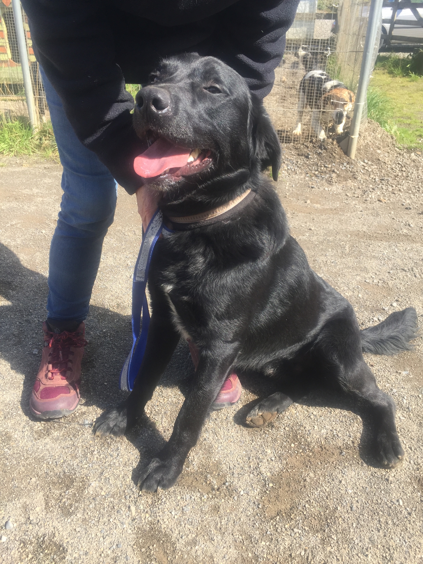 WATCH Meet the rescue dogs looking for homes in Kildare animal shelter