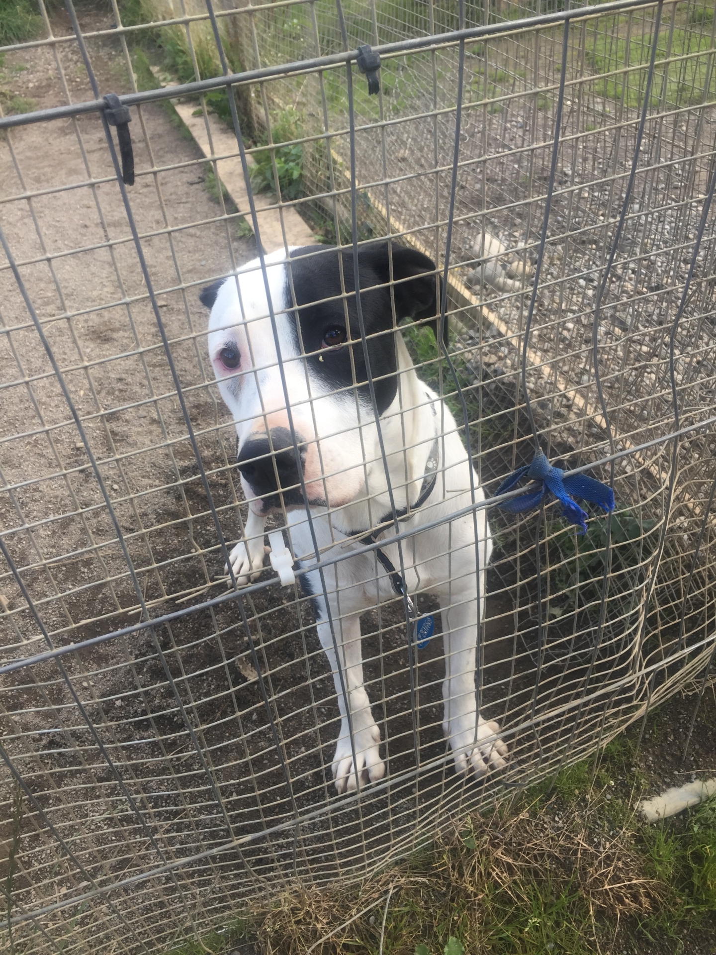 WATCH Meet the rescue dogs looking for homes in Kildare animal shelter