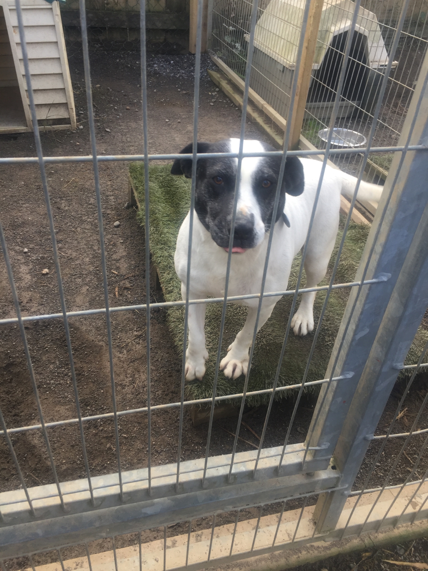 WATCH Meet the rescue dogs looking for homes in Kildare animal shelter