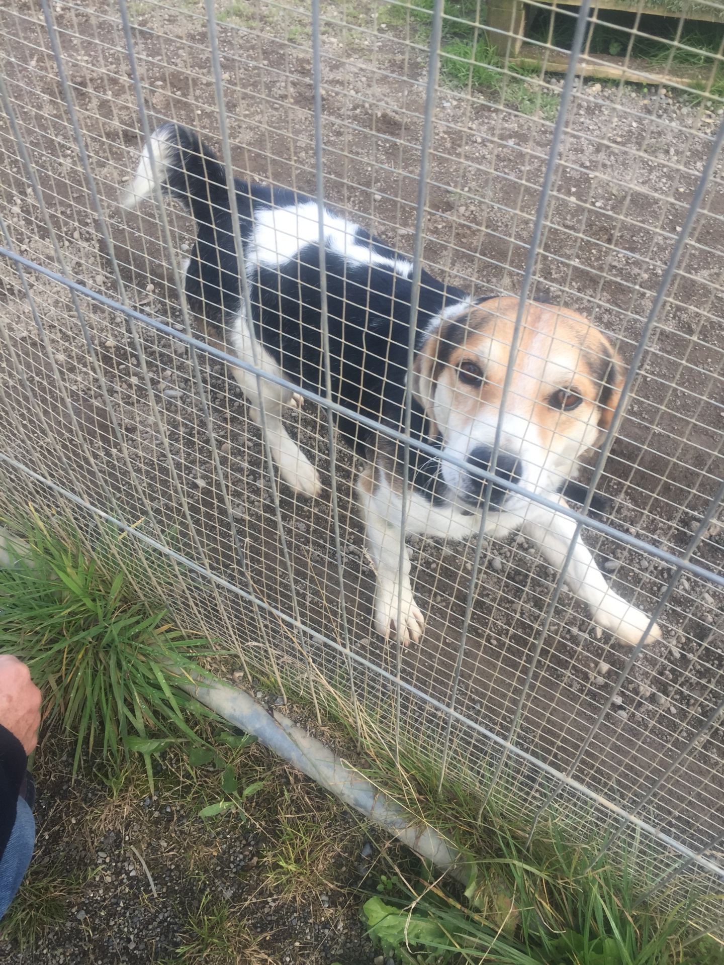 WATCH Meet the rescue dogs looking for homes in Kildare animal shelter