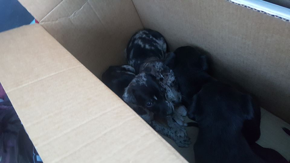 Homes sought for ten abandoned pups found in Monasterevin Kildare Live