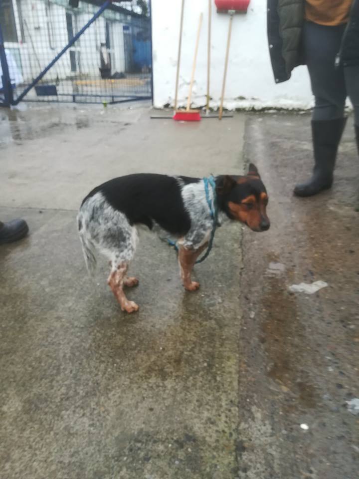 Kildare Animal Foundation appeal for owners of dog found tied to a tree